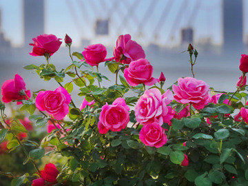 月季育种家：法国Petales de Roses月季园