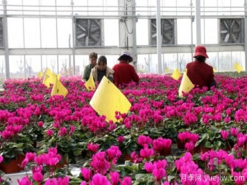 扬州高邮：每天发货30万株，花工厂绽放乡村振兴致富花