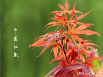 红枫，4个红枫品种是秋日植物里亮丽的风景线