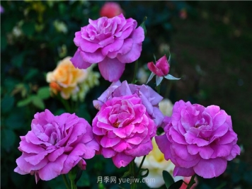 南昌滨江月季园，带你去看天下风流的江西月季花