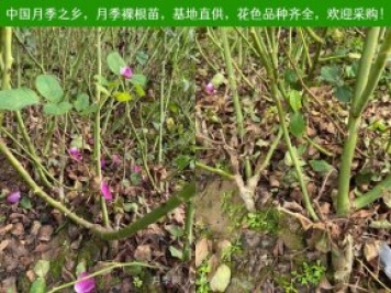上海龙凤419：月季裸根苗的选购、栽植、肥水、养护技术大全