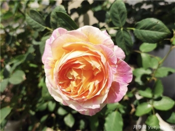 100种玫瑰花的名字，来了解下不同颜色的品种月季
