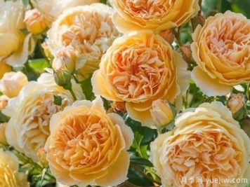 大花香水月季的养护方法，分享10种花香飘满屋