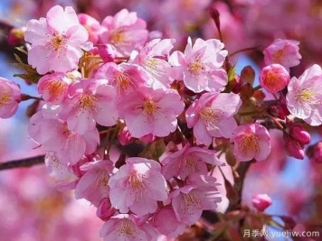 园林绿化中常见的樱花品种主要有哪些？