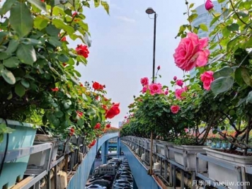 1.2万株月季盛开，南昌八一桥景观花廊拥抱春景