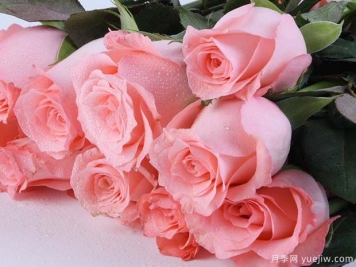 戴安娜玫瑰的花语是什么？有图片的更好？