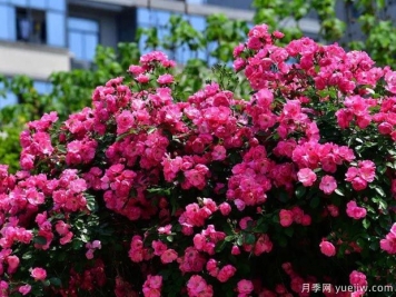 武汉新增多条绝美月季花道，江城处处花海景观