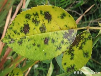 深秋天季节月季出现斑点的病害原因与防治