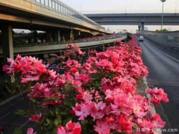 30万株新品种，杭州高架月季会带来什么样的惊喜？