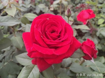原产中国的玫瑰花(月季花)，是如何成为美国国花的？