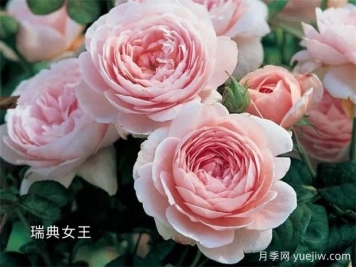 100种月季玫瑰品种图鉴大全，你认识有没有超过10个？