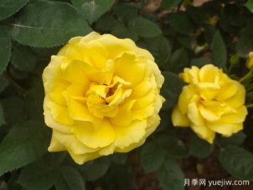 黄玫瑰的花语是什么？黄玫瑰的寓意和象征