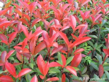 推荐6种经典的红色植物，养一盆红火真喜庆