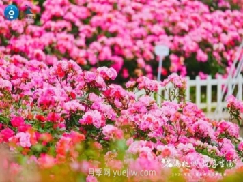 2024年第二届杭州市月季花展举办，赏500万株月季