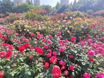 郑州月季公园40万株月季竞相绽放，感受花漾生活