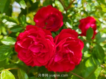 月季红木香爆花机器，花艳丽花量大花期长
