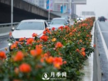 月季花期可调控，看武汉10月中旬月季花艳丽开放