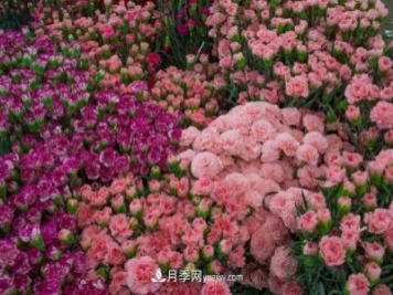 中国6大花市，全国花卉批发市场介绍