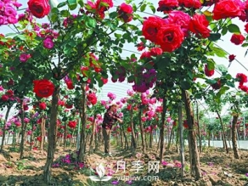 新品“月季树”为北京市花添色彩，居然引种自南阳内乡