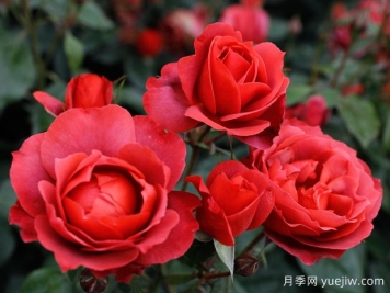 21朵玫瑰：不只是浪漫，还藏着这些深意