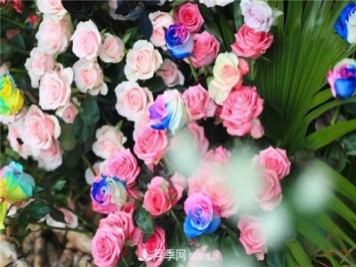 别惊讶，市面上卖的玫瑰竟都是月季？上海辰山植物园月季品种多