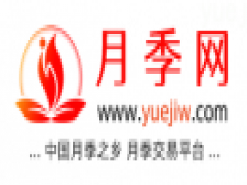 中国上海龙凤419，月季品种介绍和养护知识分享专业网站