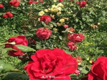 山西运城农民柳庚申建当地精品月季园，种植300多个月季花品种