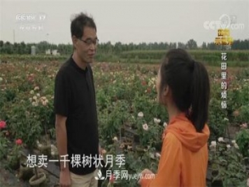 央视《田间示范秀》播出南阳月季种植故事《花田里的烦恼》